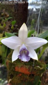 Cattleya bicalhoi