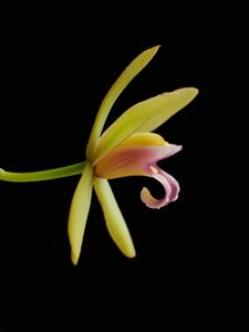 Cymbidium finlaysonianum