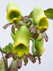 Catasetum saccatum