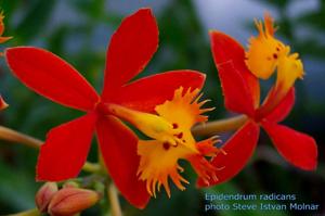 Epidendrum radicans