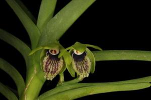 Vanda alpina