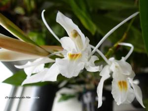 Coelogyne leucantha