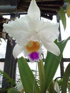 Cattleya quadricolor