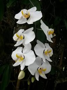 Phalaenopsis amabilis