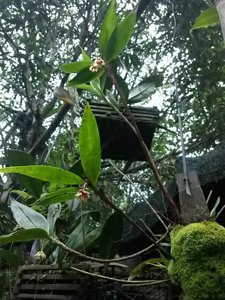 Eria compressoclavata