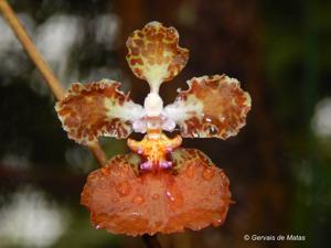 Trichocentrum luridum