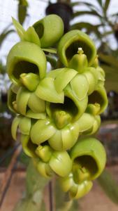 Catasetum cirrhaeoides