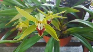 Cymbidium lowianum