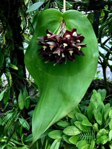 Pleurothallis teaguei