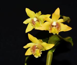 Dendrobium ruckeri