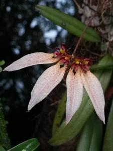 Bulbophyllum brevibrachiatum