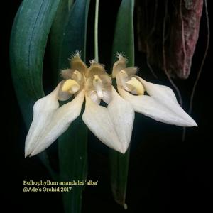 Bulbophyllum annandalei