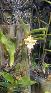 Dendrobium hepaticum