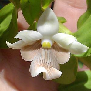 Dendrobium hepaticum