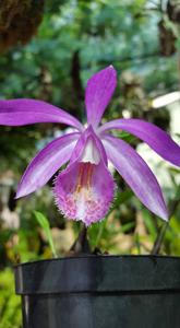 Pleione pleionoides