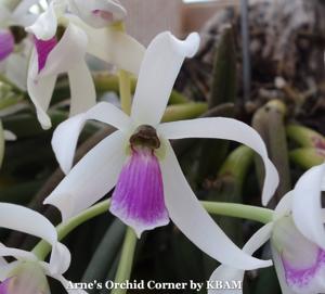 Leptotes bicolor