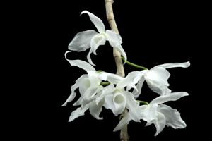 Dendrobium anosmum