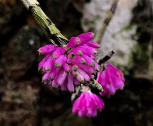 Dendrobium purpureum