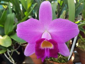Cattleya praestans