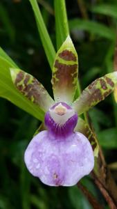 Zygopetalum maxillare