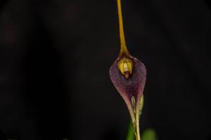 Masdevallia deceptrix