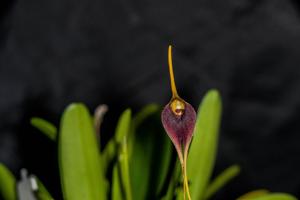 Masdevallia deceptrix