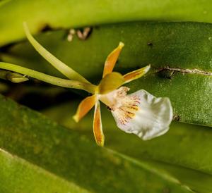 Trichocentrum fuscum