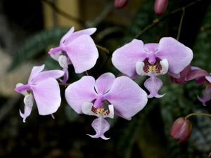 Phalaenopsis schilleriana