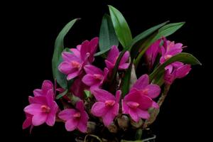 Dendrobium laevifolium