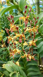 Dendrobium aries