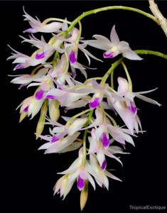 Dendrobium amethystoglossum