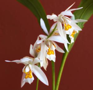 Coelogyne nitida