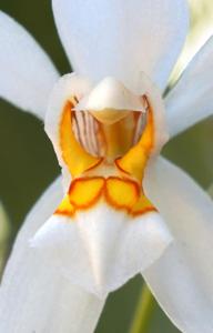 Coelogyne nitida