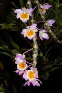 Dendrobium crepidatum