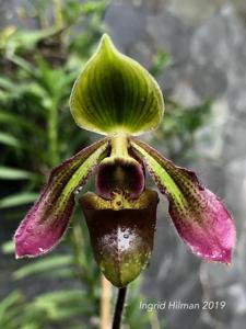Paphiopedilum hookerae