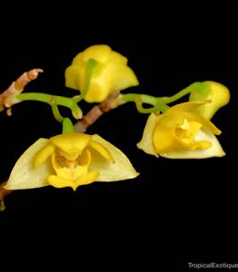 Dendrobium agrostophyllum