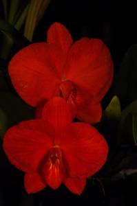 Cattleya coccinea