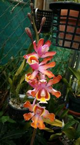 Myrmecophila grandiflora