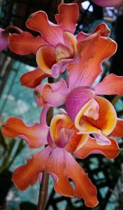 Myrmecophila grandiflora