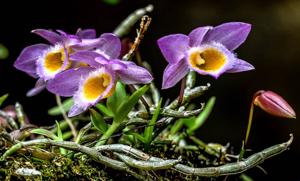 Dendrobium loddigesii