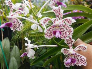 Vanda suavis