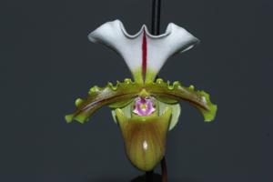 Paphiopedilum spicerianum