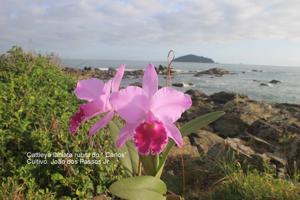 Cattleya labiata