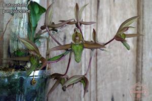 Catasetum parguazense