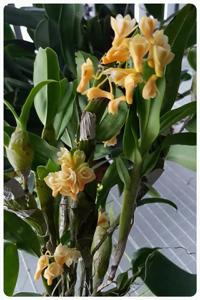 Dendrobium lamellatum