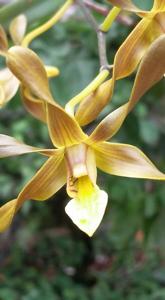 Dendrobium trilamellatum