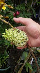 Dendrobium smillieae