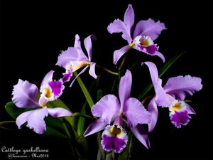 Cattleya gaskelliana