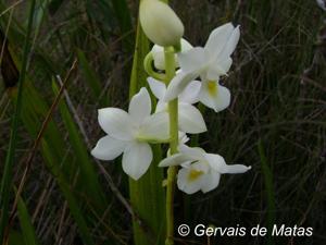 Otostylis brachystalix