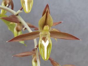 Catasetum laminatum